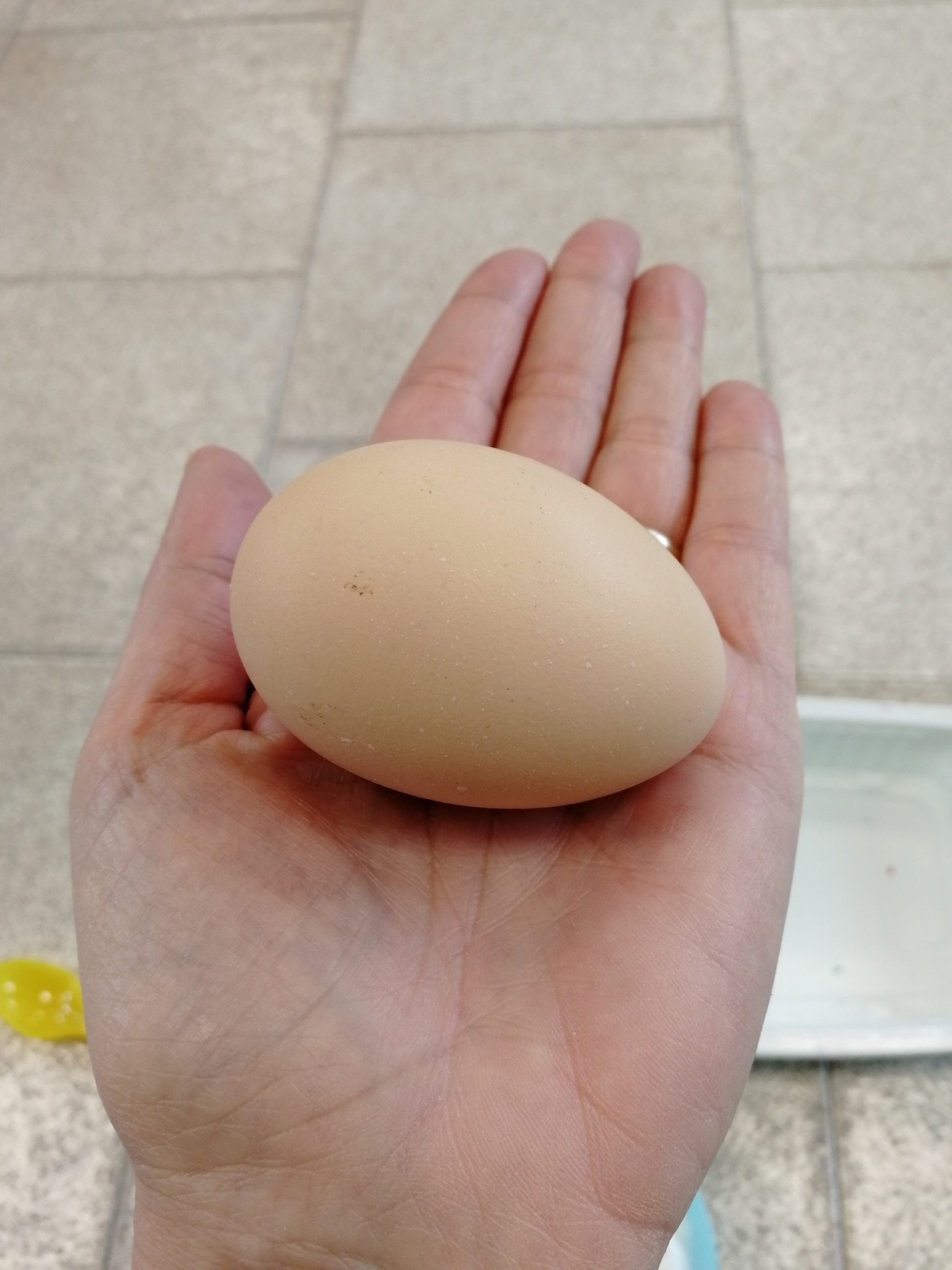 L’intérieur d’un œuf